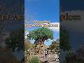 Some really cute stuff I saw at Animal Kingdom! #animalkingdom #disneyshopping #disneymerch
