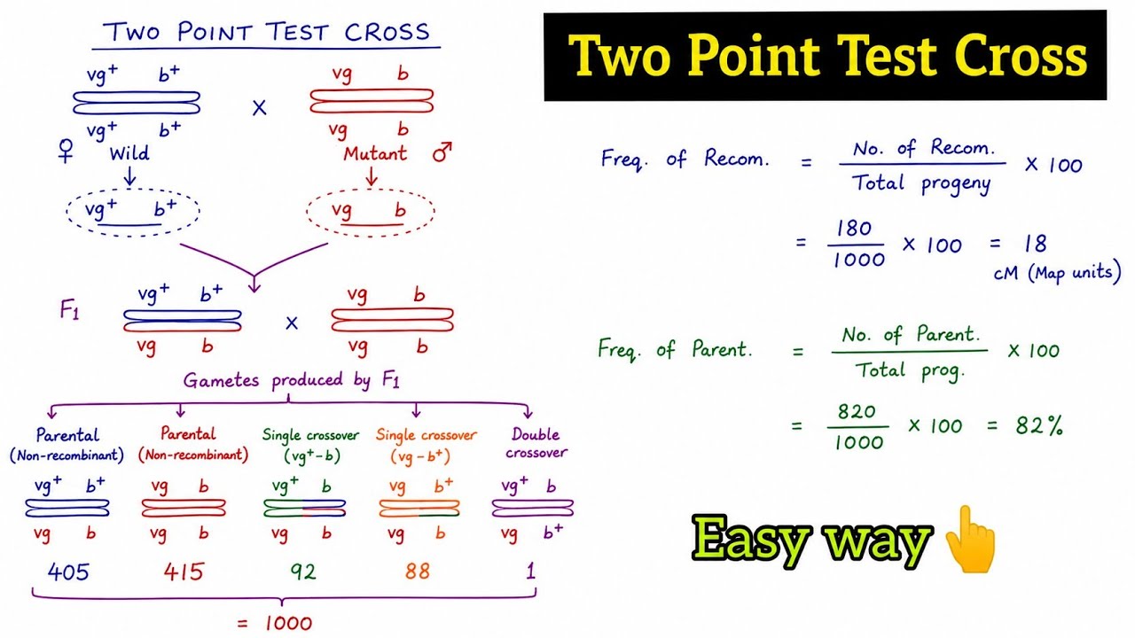 Two Point Test Two Point Test Cross l Chromosome Map l Competitive Botany l - YouTube