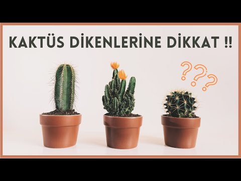 Video: Ev yapımı Pet Koku Spreyleri