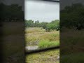 #lion #jungle #wow #travel #nature #green #forest #shorts