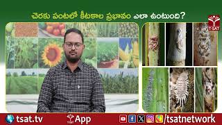 చెరకు పంటలో కీటకాల ప్రభావం ఎలా ఉంటుంది ? | T-SAT