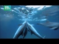 Delfine hautnah - Berauschender Kugelfisch - Clip [HD] Deutsch / German