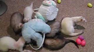 A ferret Easter