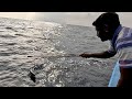 Catching king mackerel in the deep sea fishing seafishing kingmackerel