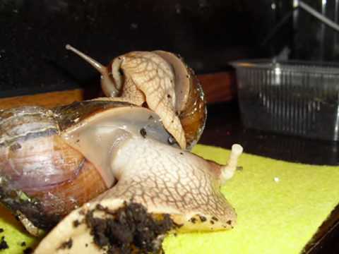 Улитка ахатина спаривание. Виноградная улитка гермафродит. Улитка ахатина оплодотворение. Спаривание виноградных улиток. Виноградная улитка гермафродит.
