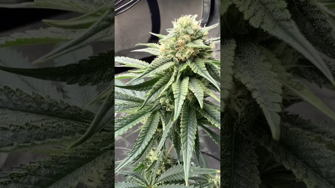 Az cannabis home grown