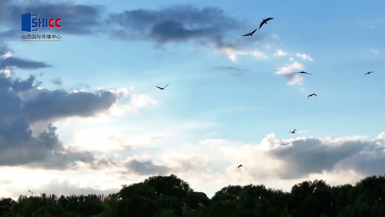 山西国际传播中心SHICC丨Over ten black storks take a break and forage in Shuozhou