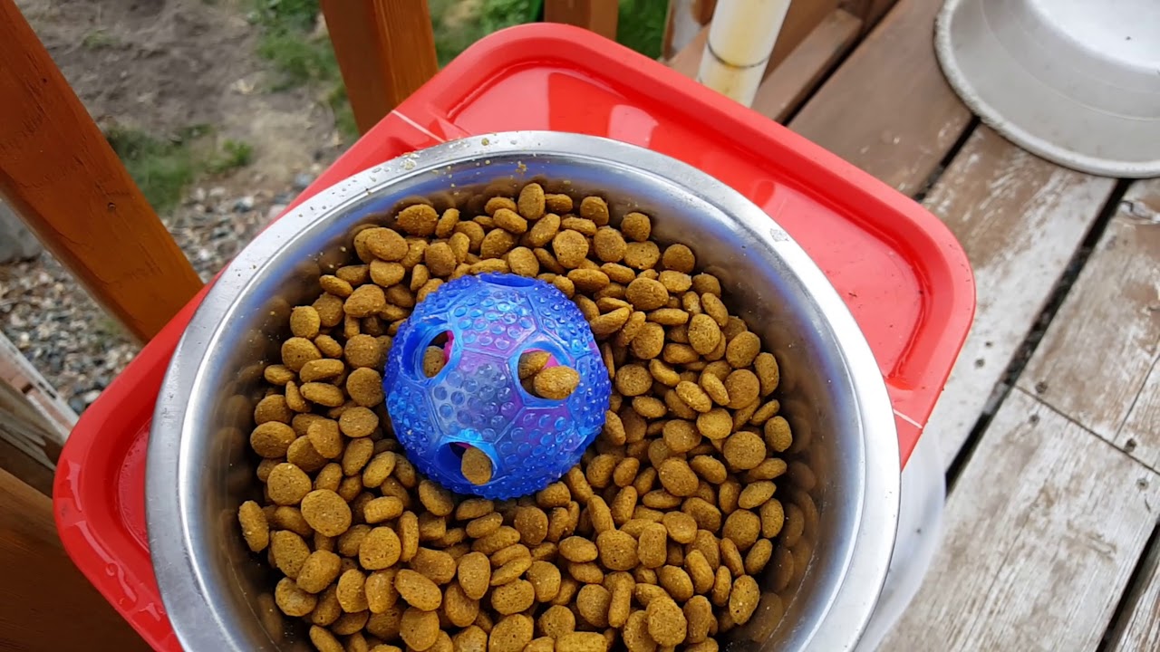 interactive dog ball by furryfido