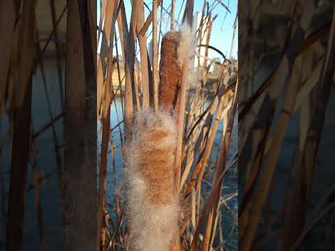 Video: Cattail bredblad - en växt värd beskydd