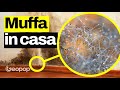 Il nemico n°1 delle case: la MUFFA, cos'è, come eliminarla, possibili rimedi e rischi per la salute