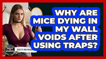 Why Are Mice Dying In My Wall Voids After Using Traps? - Insects and Invaders