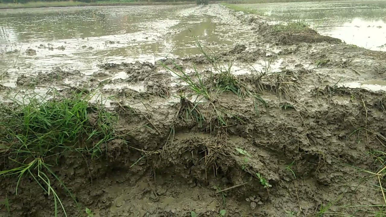 traktor Mas Suher Auto Ngebul