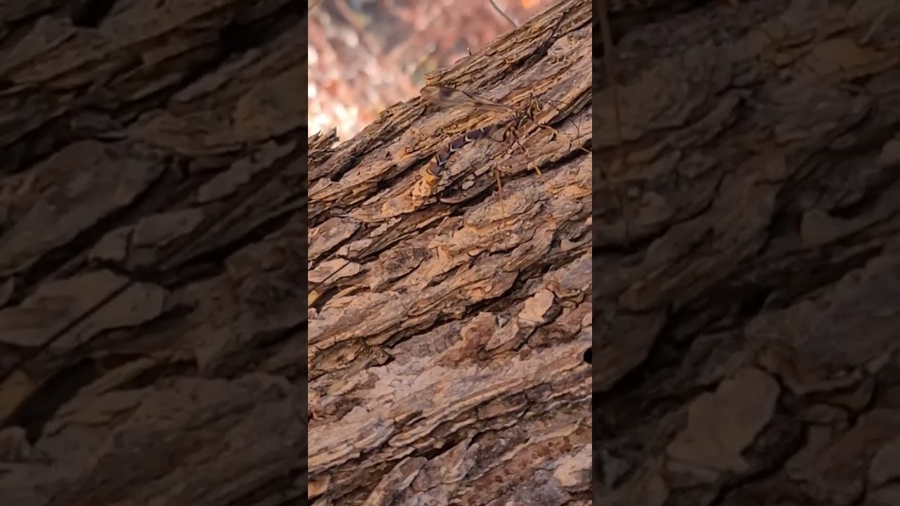 Found Giant Ichneumon Wasp