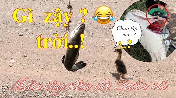 Đi câu cá lóc bầy lòng ròng đỏ / cá  không táp trúng lưỡi mà cũng dính / miền tây dân dã Tuấn vũ