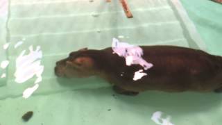 Topeka Zoological Park 2013 - Hippo