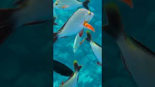 Discovering marine life with MS Paul Gauguin | PONANT