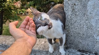 He is the sweetest and kindest of all the male cats.