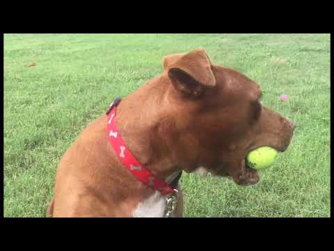 horseshoe bend Shelter Dog Loves Holding