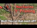 First Pruning of a Peach, Nectarine, or Plum Tree