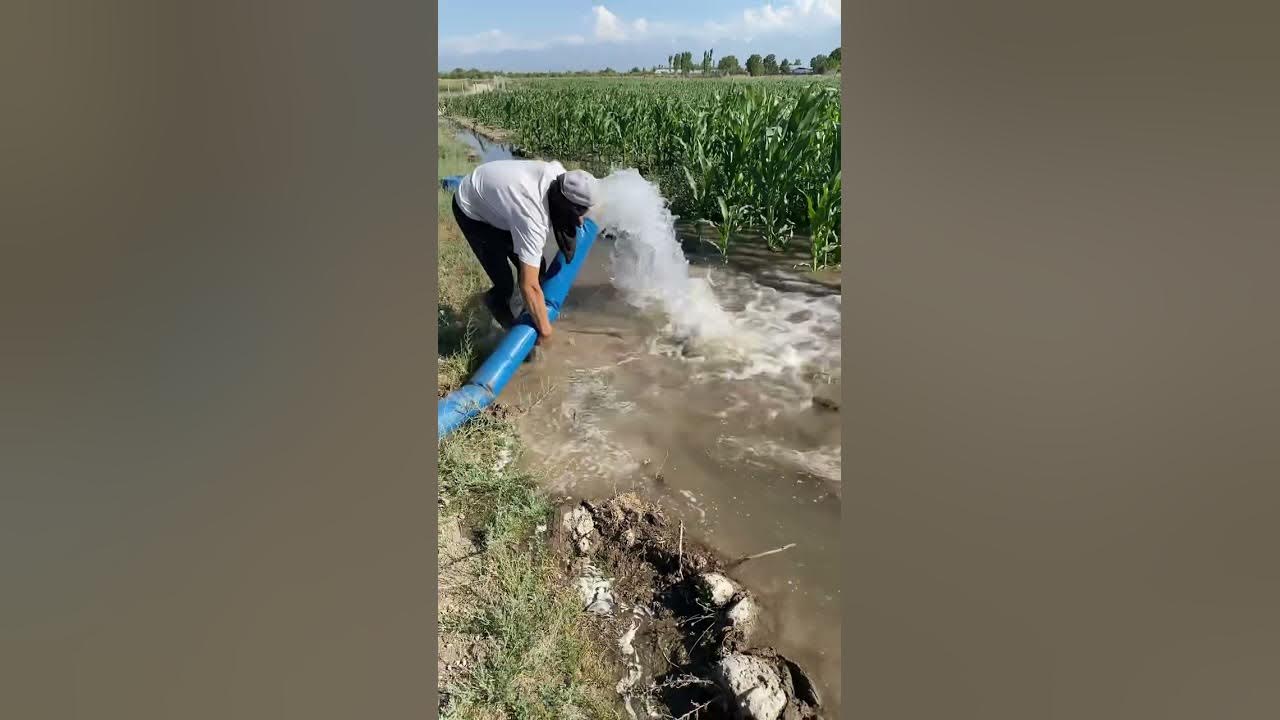 Андижанская мотопомпа.Полив.Кукуруза - YouTube