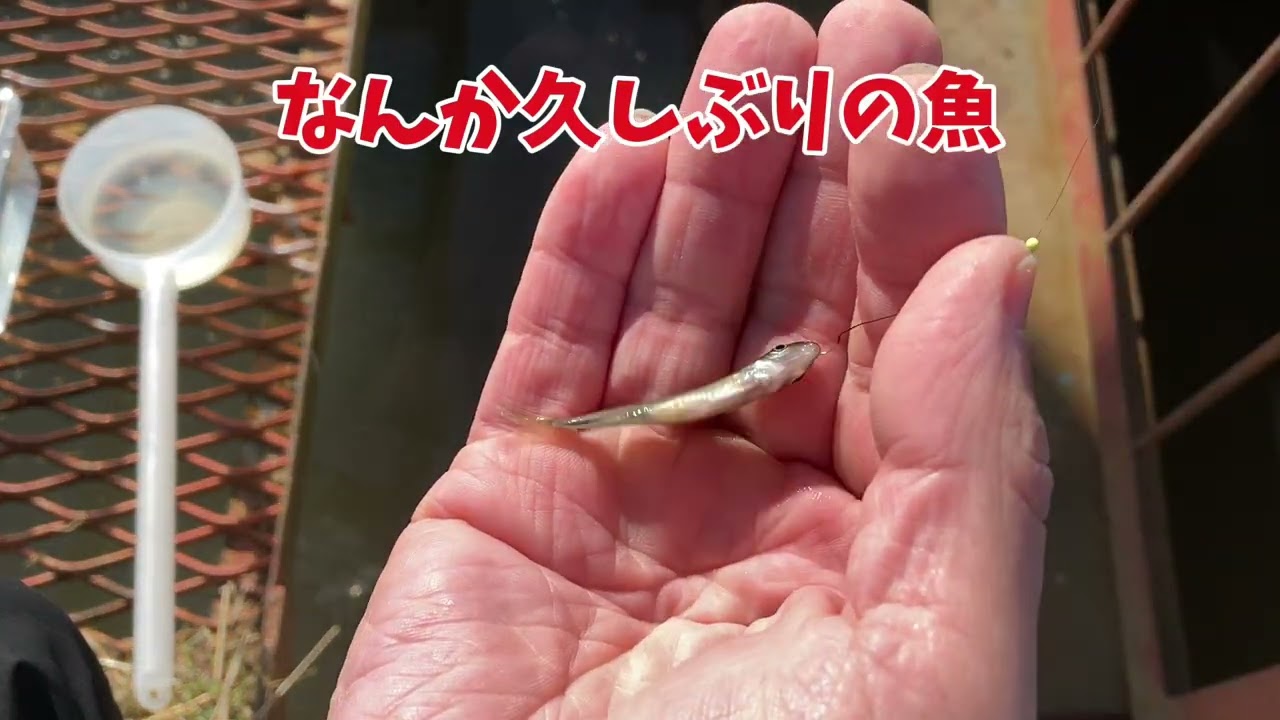 手賀沼のホソで小物釣り「2026最初の小物でタナゴちゃん」