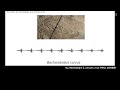ジュラ紀の「鳴く虫」どんな声？　コオロギやキリギリスの仲間の音を再現