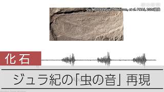 ジュラ紀の虫の音を「再現」　当時の森「コーラスで満ちていたかも」