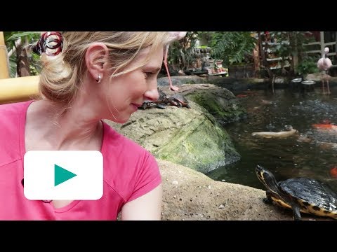 HOE VERZORG JE SCHILDPADDEN? #5 DIANNE&rsquo;S DIERENDORP