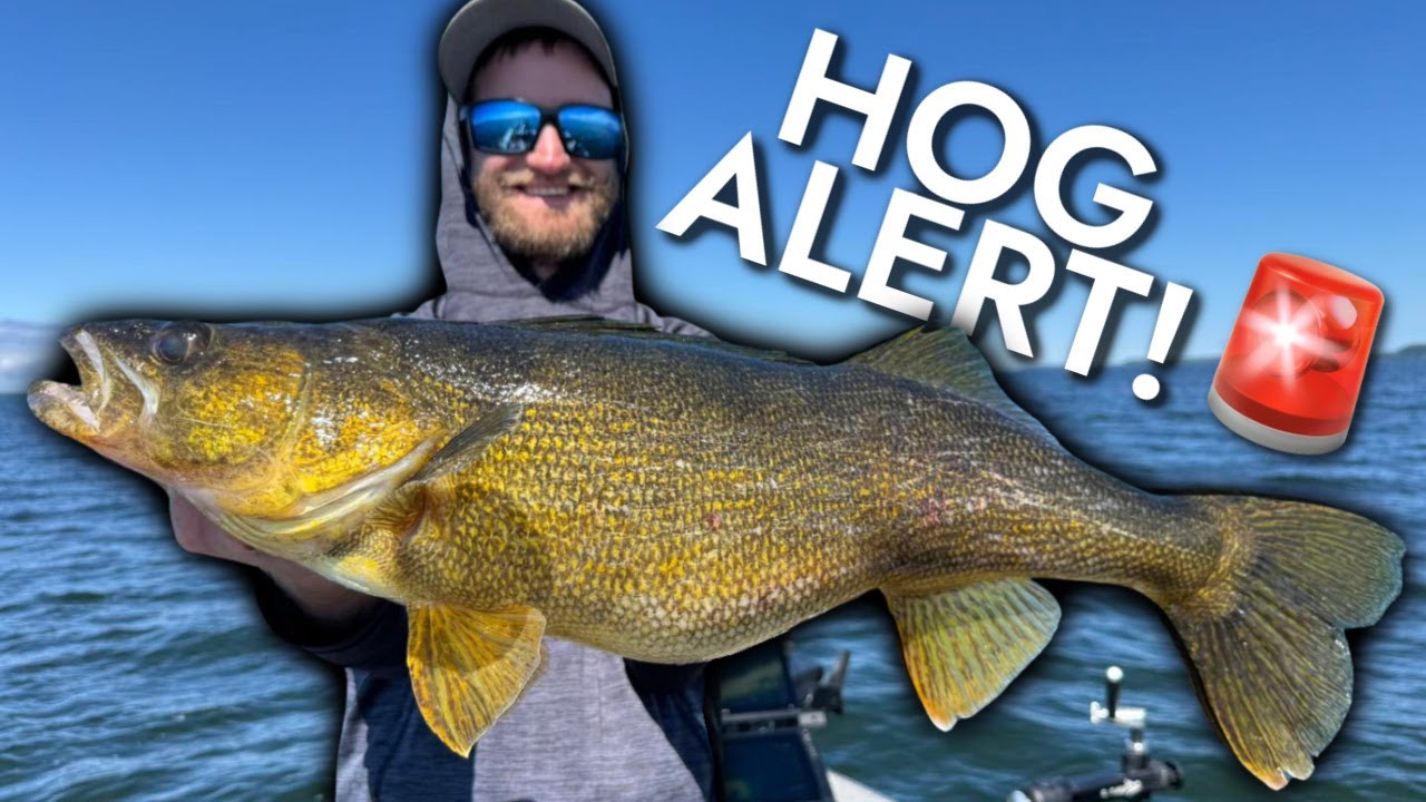 The FATTEST Green Bay Walleye I've EVER SEEN in August!!