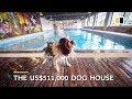 Man builds US$500,000 mansion for his dog