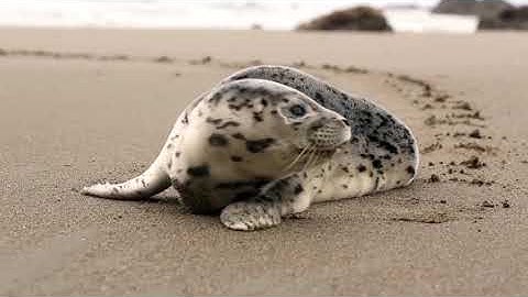 Ahmed al Ajmi ourate Al-Maidah سورة المائدة