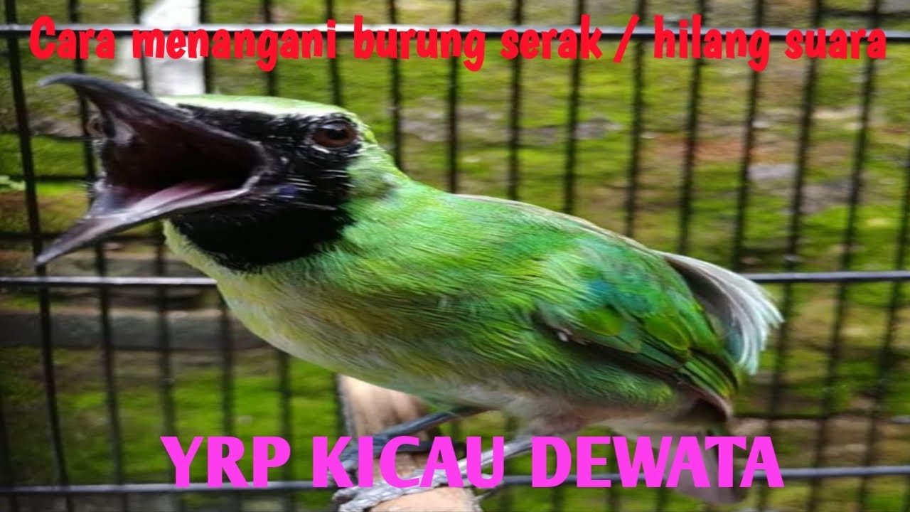 cara menangani burung serak / hilang suara 