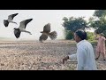 unbelievable hunting and rehearsal of Shikras Sr#6 || eagle attack, goshawk hunting || Raptors Today