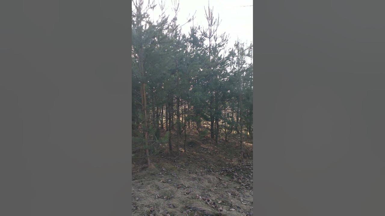 Сосновий ліс #tree - YouTube