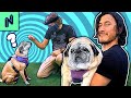 LITERALLY Teaching Old Dogs New Tricks Ft. Markiplier