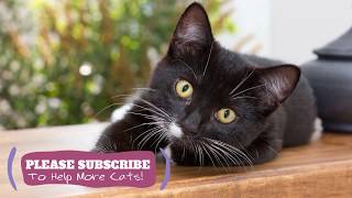 Relaxing Cat Music - 2 Hours Calming Tunes for Your Kitty ☯LCZ134 by Love Cat Zone - Relaxing Music for Cats 2 views 4 years ago 1 hour, 46 minutes