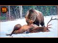 Most Terrifying Grizzly Bear Attacks Ever Recorded | Wild Animals