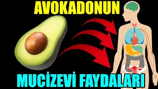 AVOKADONUN MUCİZEVİ FAYDALARI ve AVOKADO KÜRLERİ