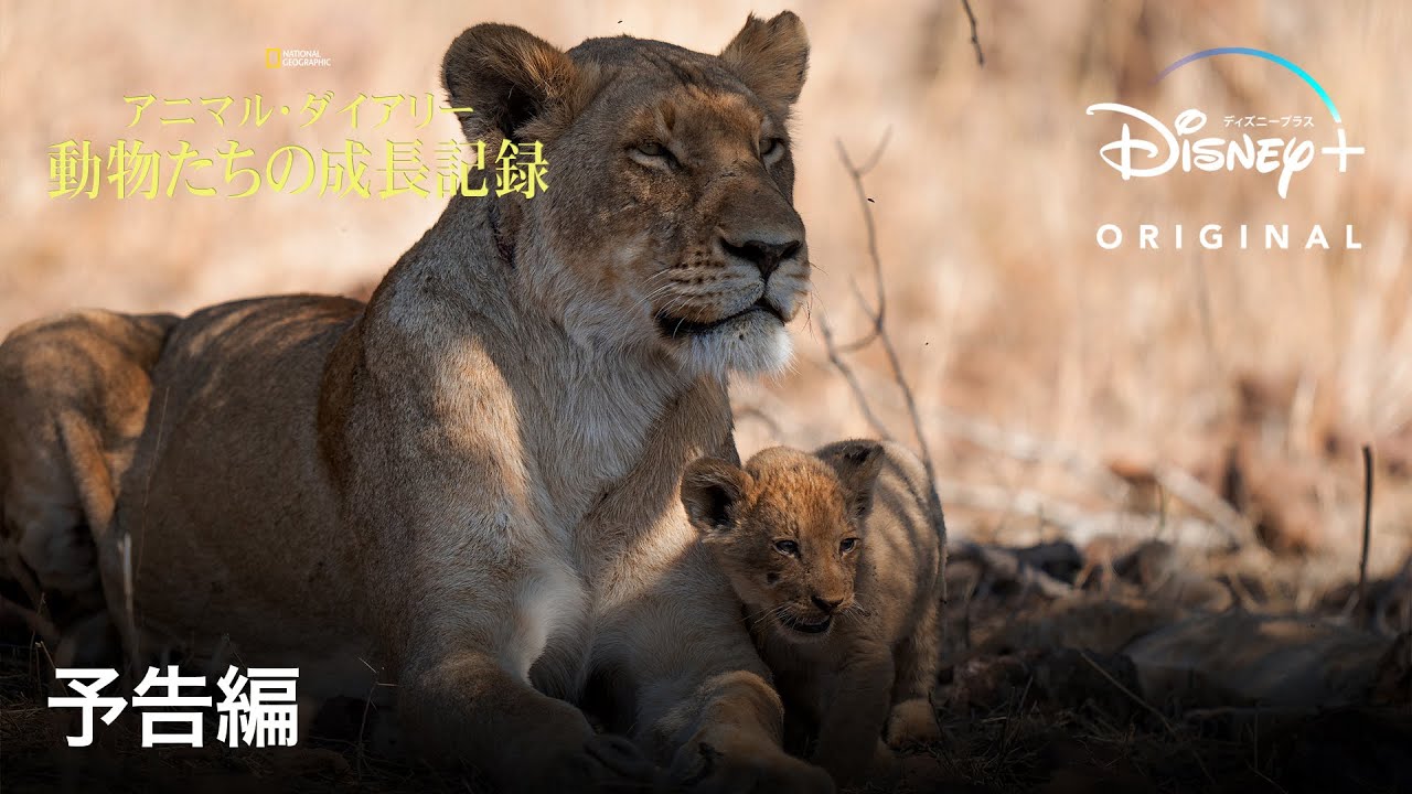 アニマル ダイアリー 動物たちの成長記録 予告編 Disney ディズニープラス Youtube