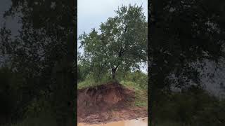 Why do leopards fight in trees 🌳 #wildlife