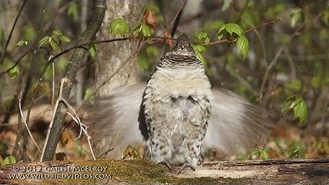 Ruffed Grouse Drumming in Maine - II