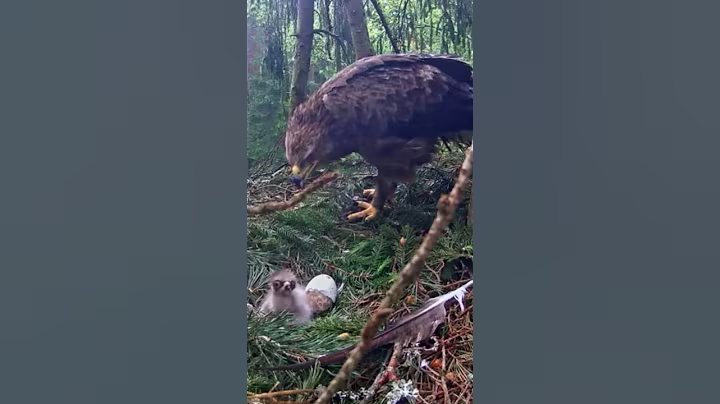 #598E | Review mom dad birds brings food to feed their babies in the nest | Birds Nest Family #birds