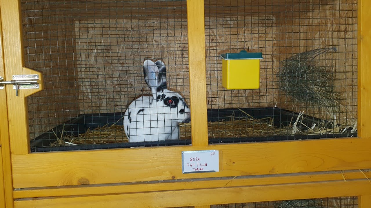 Iepuri | Crescătoria lui Marius Sopoian 🐰🐰🐰🔝🔝🔝