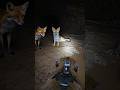 POV: The deeper you go, the stranger it gets.  #wildlife #indiapictures  #shorts #shortsfeed