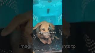 Help 🙏. #love #donate #needagofundmeaccount#share #help #support Net Worth