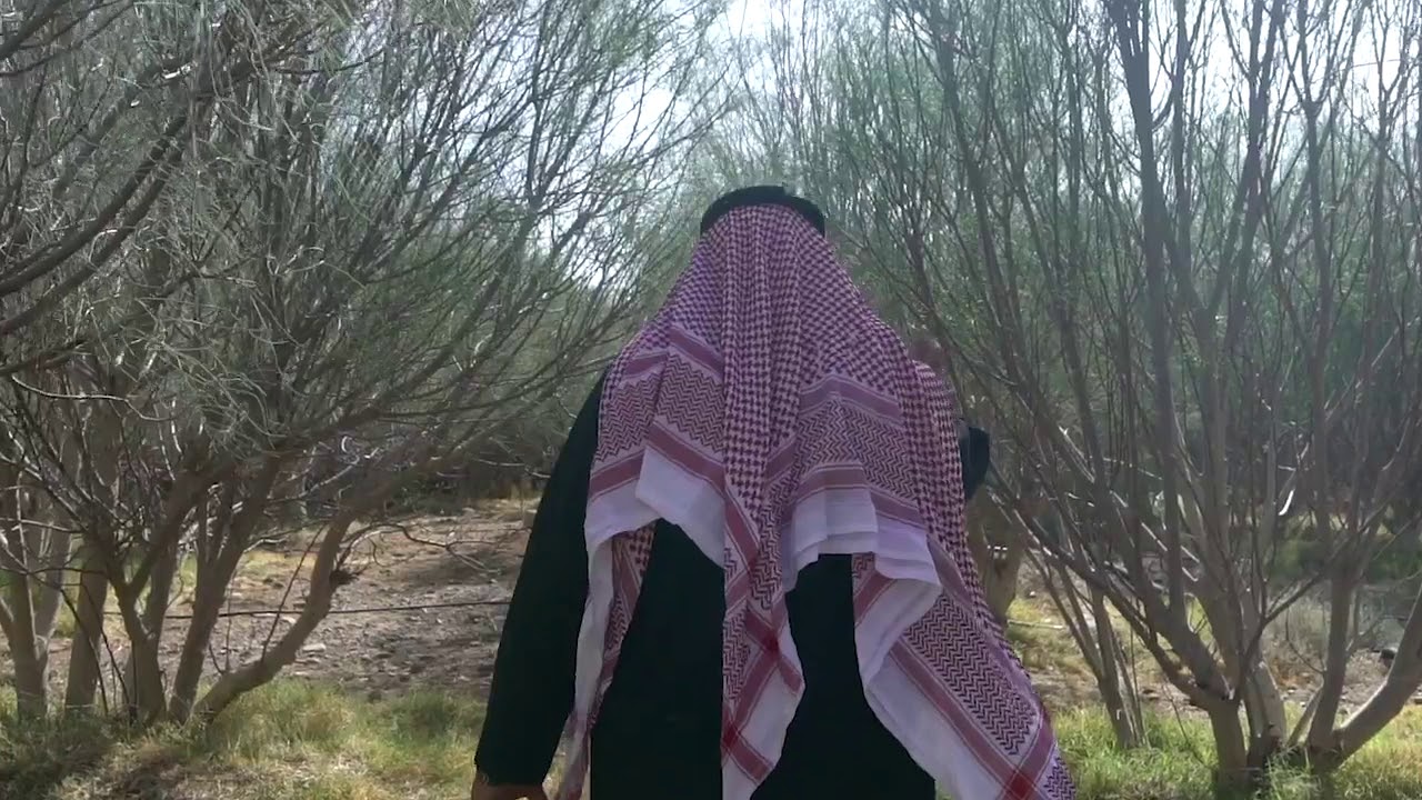 شجرة البان العربي المورينجا د سعود البلوي Youtube