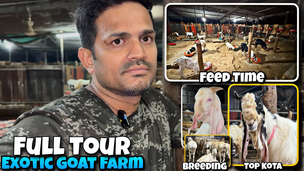 Ферма экзотических коз Амир: ПОЛНЫЙ ТУР | УСТАНОВКА для разведения коз породы Дамба | БОЛЬШИЕ КОТ...