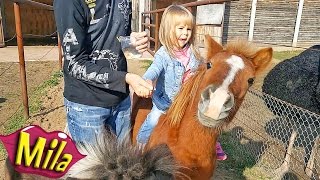 Наглый Рыжий Пони 🐎 Животные Едят с Рук 🐴 Катаемся на Разных Пони без Седла 🏇 Наглый Рыжий Пони 🐎 Животные Едят с Рук 🐴 Катаемся на Разных Пони без Седла 🏇