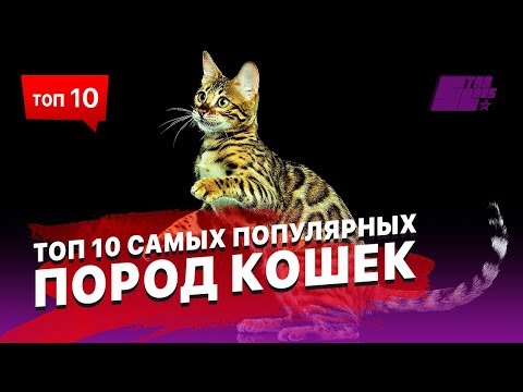 ТОП 10 самых популярных пород кошек. Выбираем себе питомца!