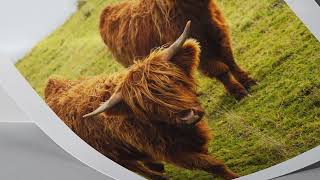 Get a Free Highland Cow Poster Print at Wilderness Framed